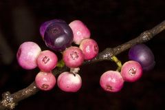 Memecylon umbellatum
